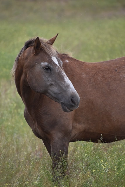Bonnie, Mustang mare, 14.3hh
