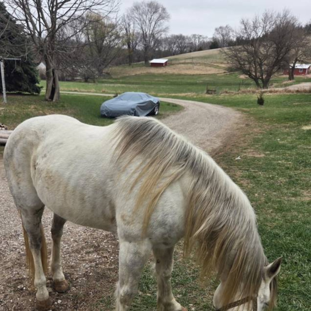 Dollor Bill, 8yo Other gelding, 15.2hh