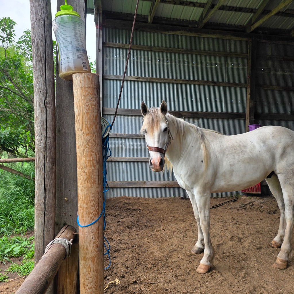 Dollor Bill, 8yo Other gelding, 15.2hh