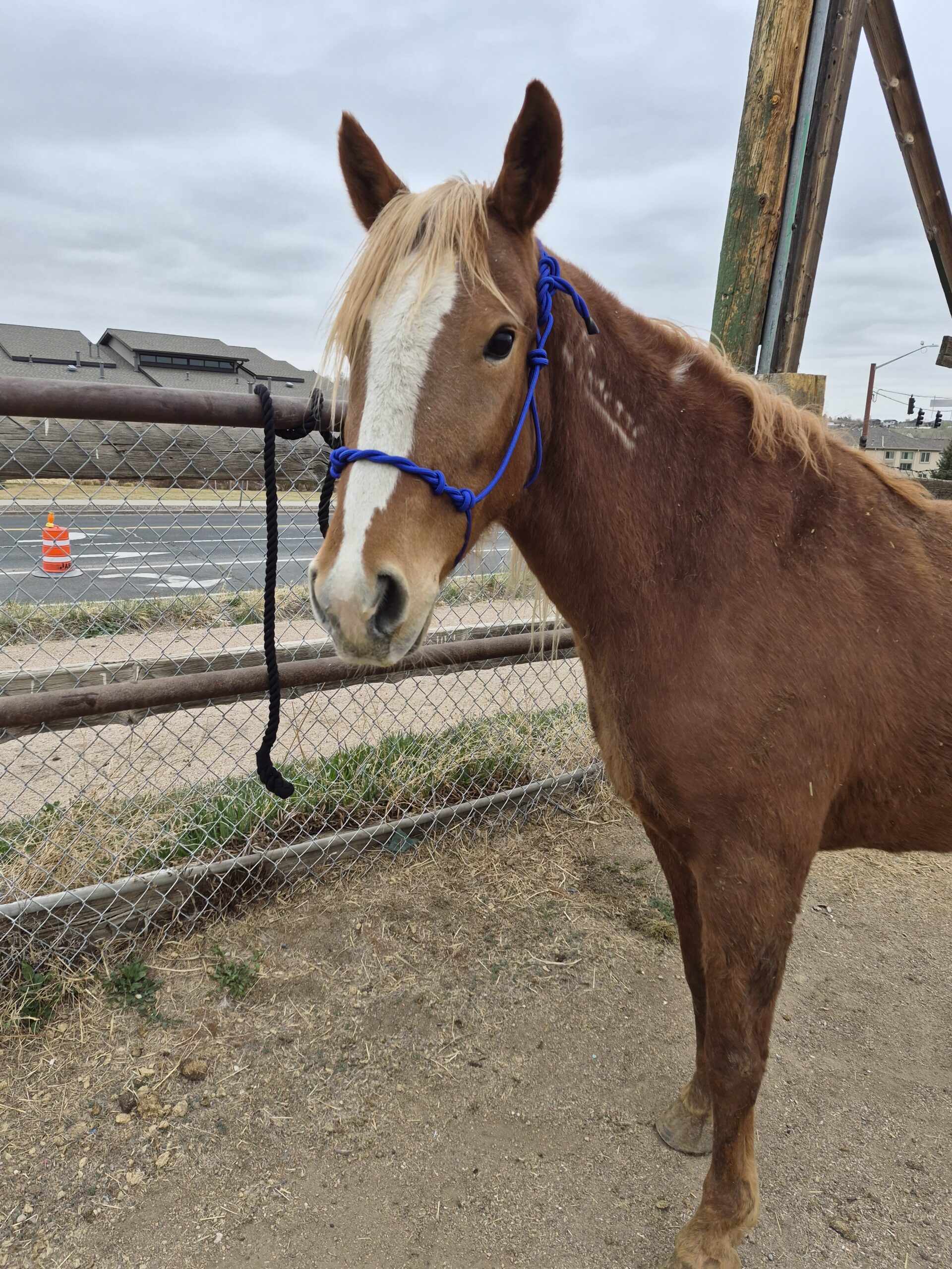 Maggie, 5yo Mustang mare, 14.5hh