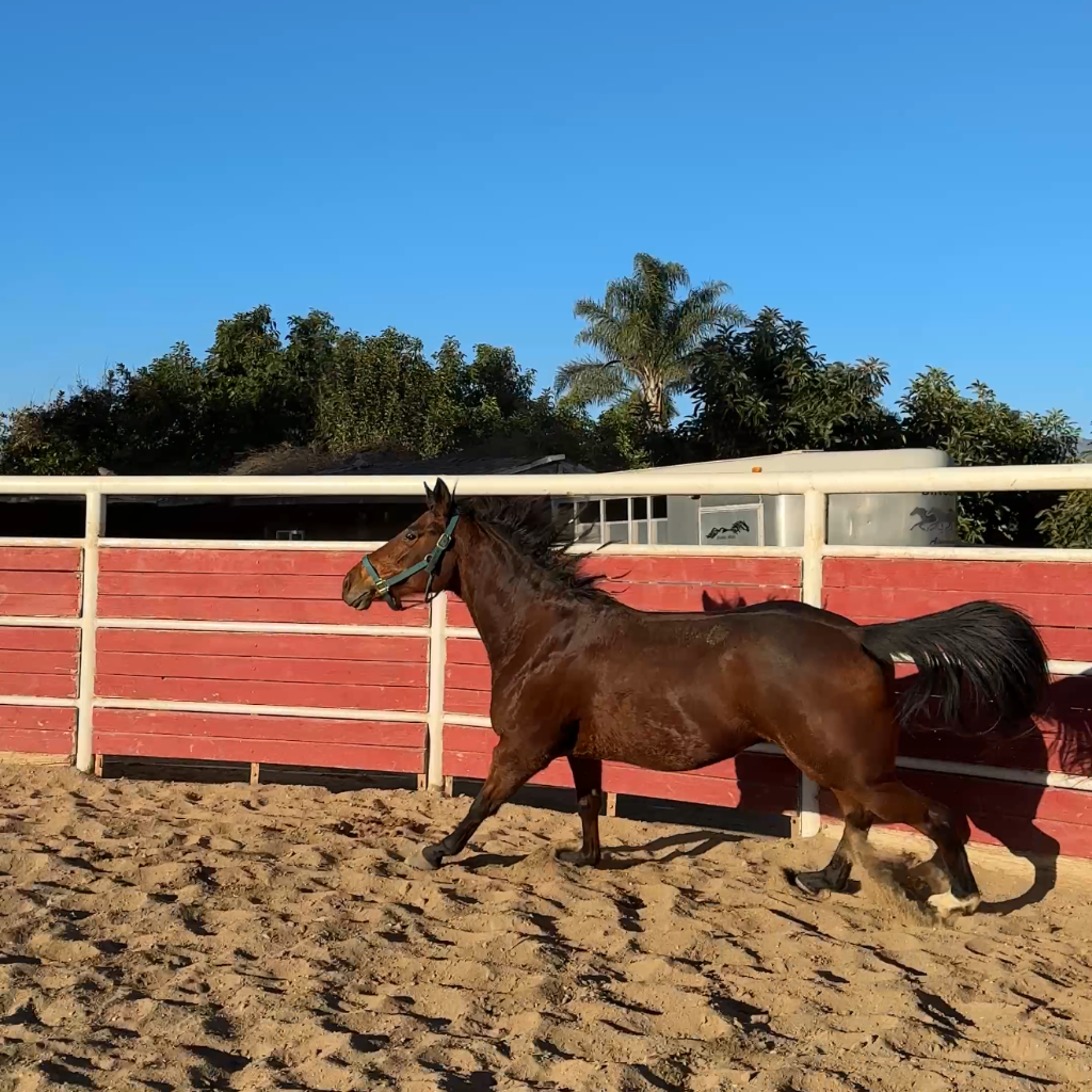 Toro, 7yo Thoroughbred mare, 16.2hh