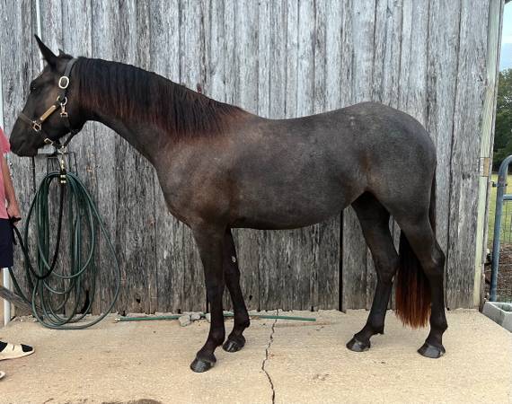 PS Reaghan Blue, 4yo Friesian Cross mare, 15.1hh
