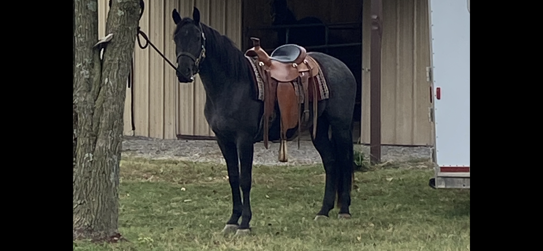 PS Reaghan Blue, 4yo Friesian Cross mare, 15.1hh