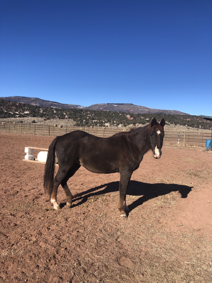 Dolly, 26yo mare, 14.3hh