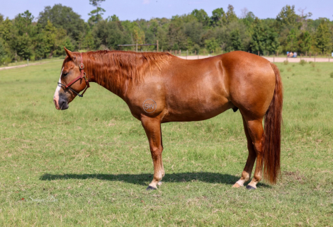 JUST PLAIN WYNN (Wynnston), 6yo AQHA Quarter Horse gelding