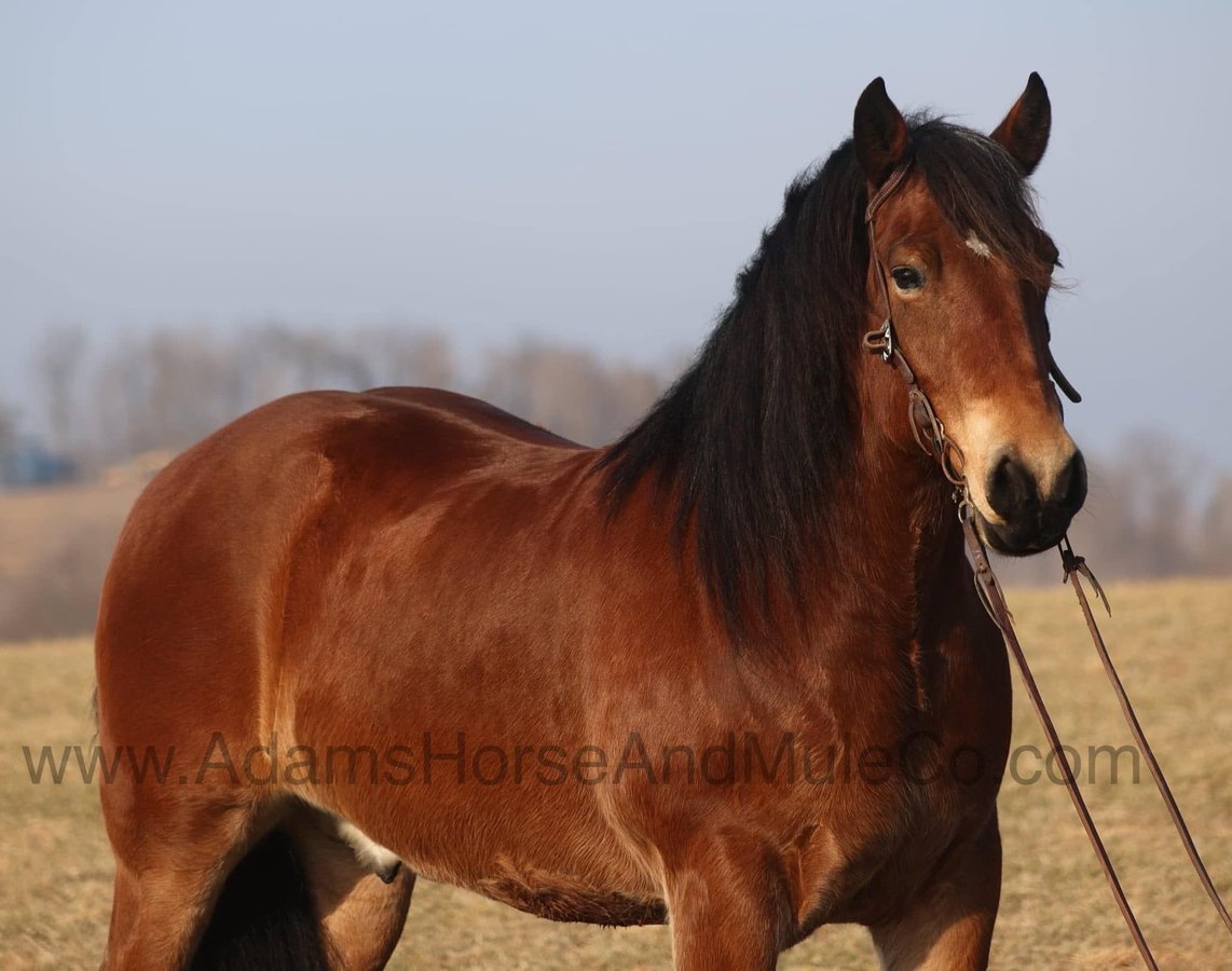 Gentle Giant, 10yo Percheron gelding, 16hh