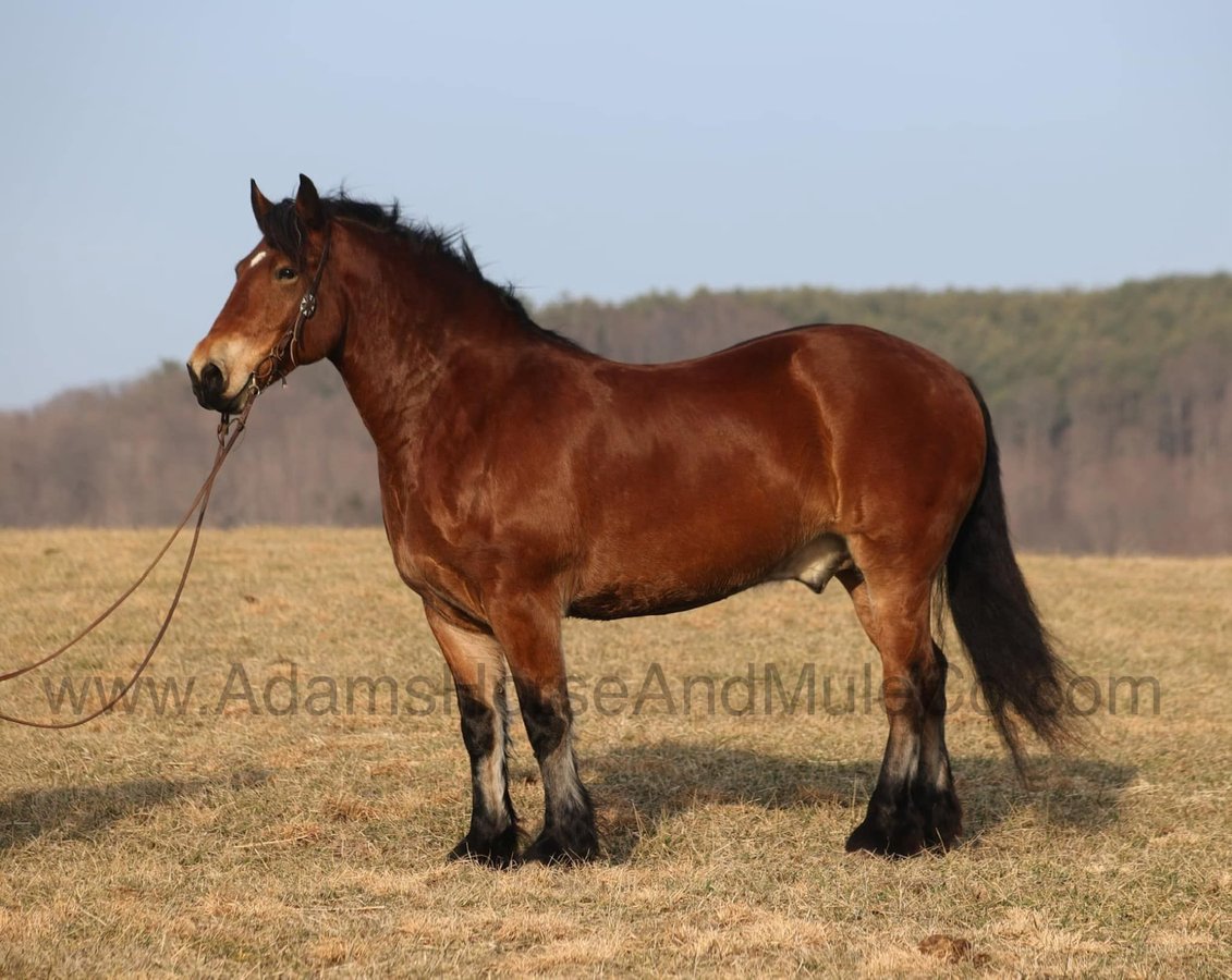 Gentle Giant, 10yo Percheron gelding, 16hh