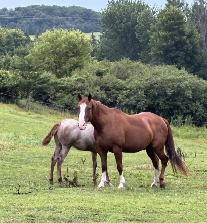 Dualin Rey Jey (Dually), 10yo AQHA Quarter Horse mare, 14.2hh