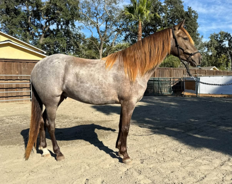 CR's Rio Luna (Rio), 5yo Rocky Mountain Horse gelding, 15.1hh