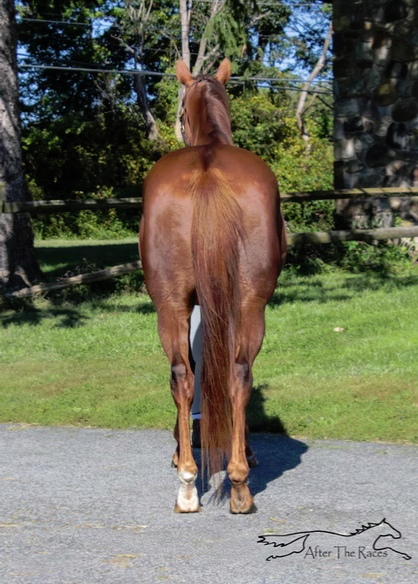 Jericho Marsh, 11yo Thoroughbred gelding, 17.0hh