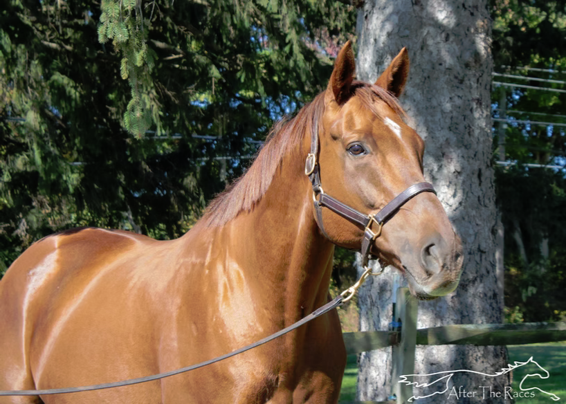 Jericho Marsh, 11yo Thoroughbred gelding, 17.0hh