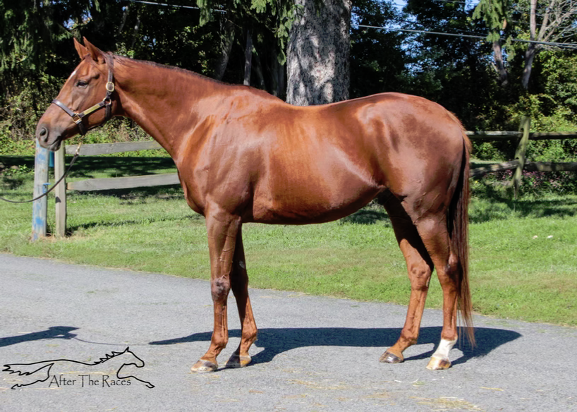 Jericho Marsh, 11yo Thoroughbred gelding, 17.0hh
