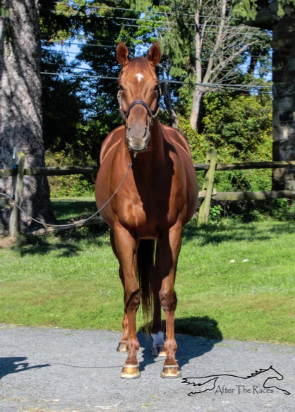 Jericho Marsh, 11yo Thoroughbred gelding, 17.0hh