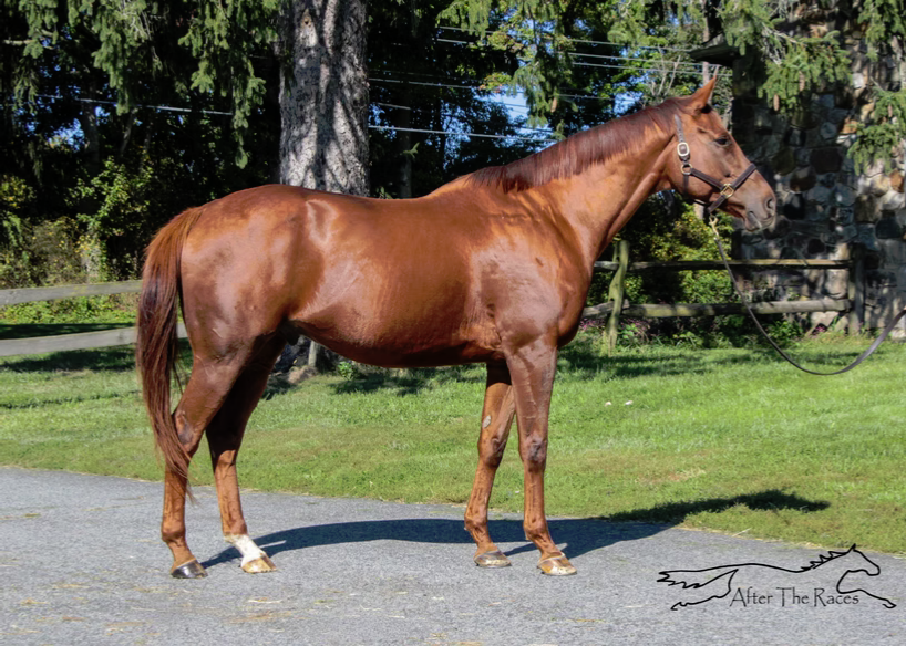Jericho Marsh, 11yo Thoroughbred gelding, 17.0hh