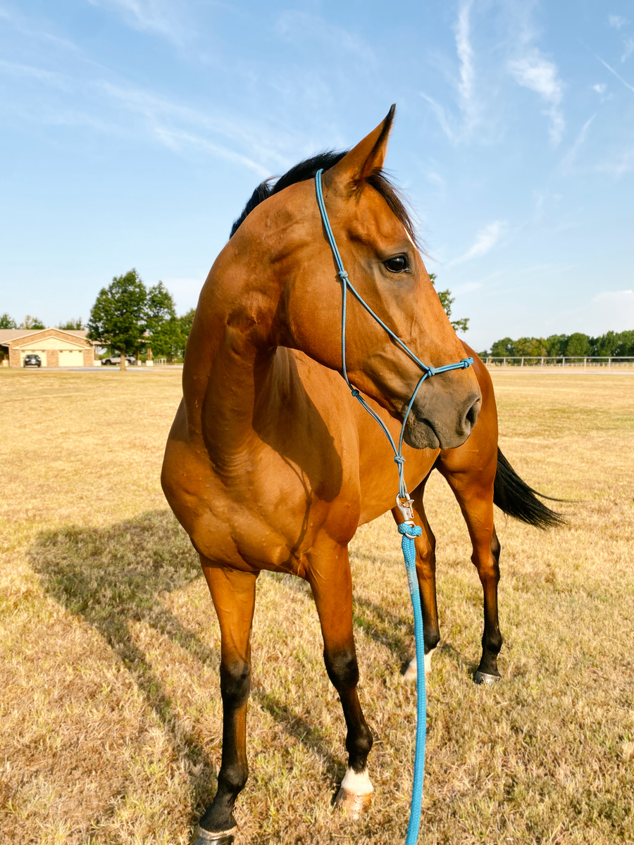 Haskelled (Rascal), 7yo Thoroughbred gelding, 16.2hh