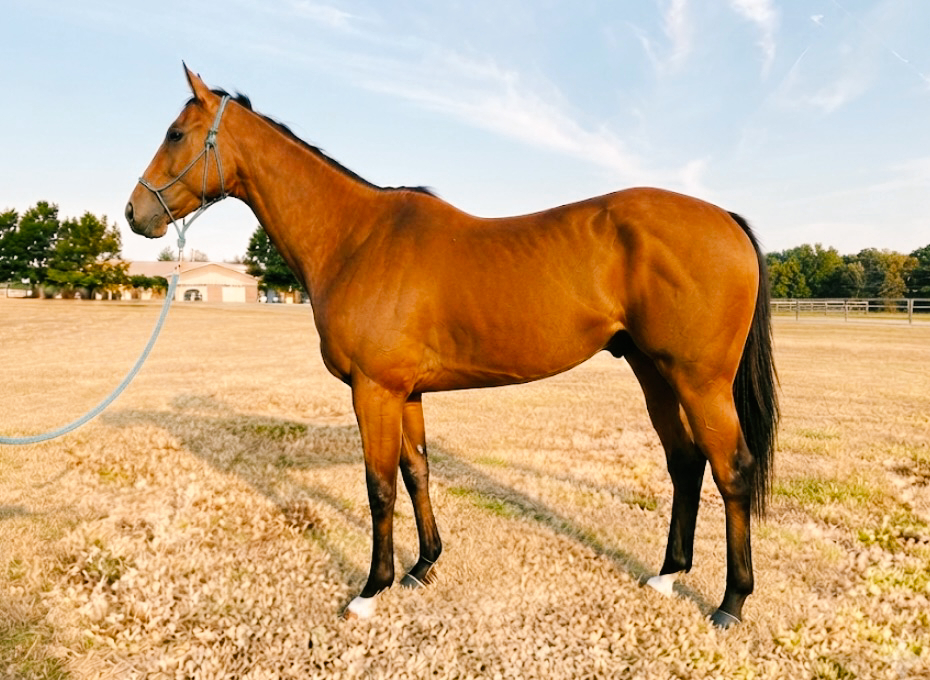 Haskelled (Rascal), 7yo Thoroughbred gelding, 16.2hh