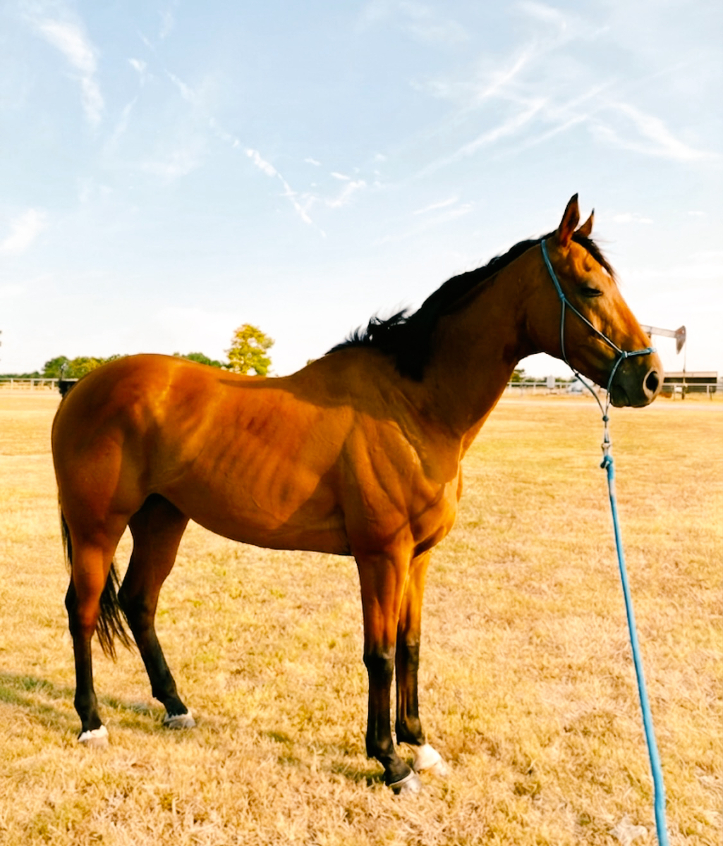 Haskelled (Rascal), 7yo Thoroughbred gelding, 16.2hh