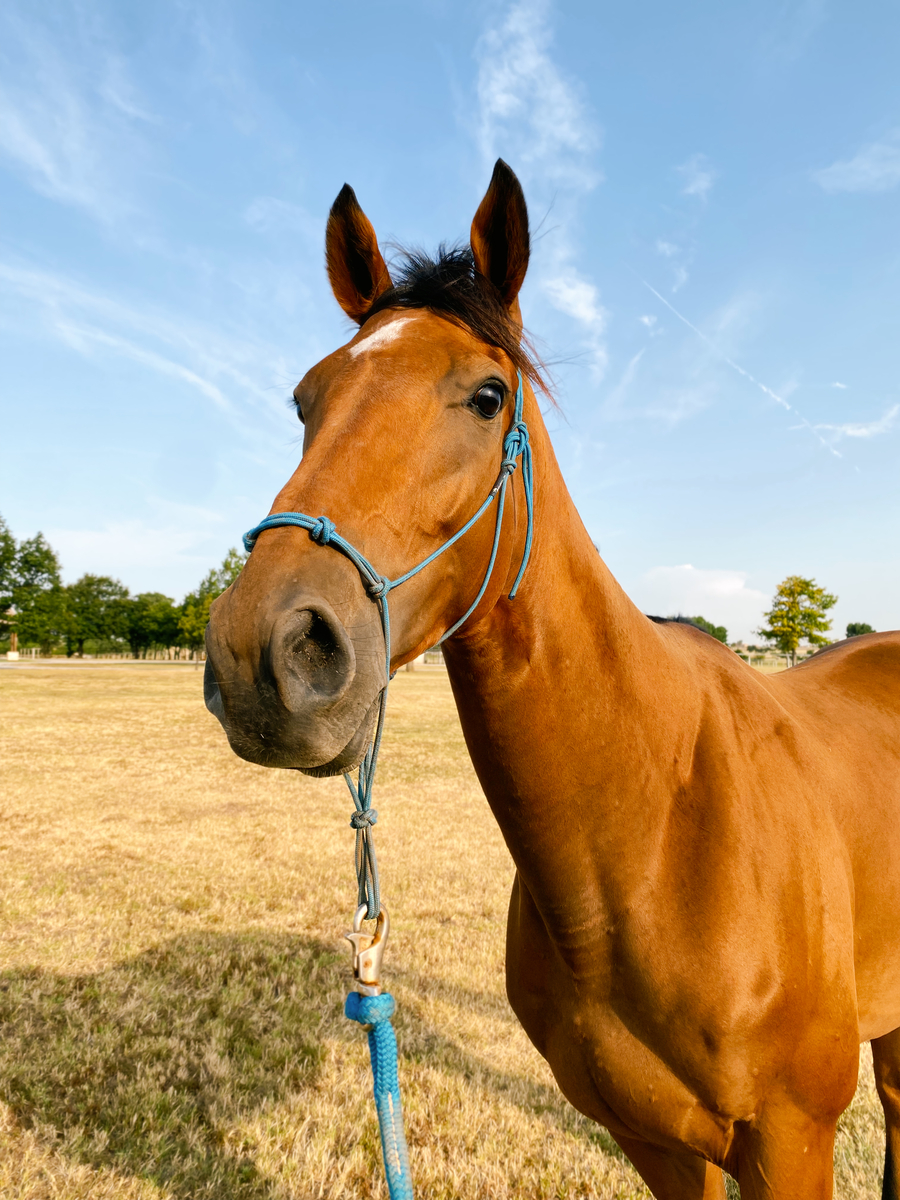 Haskelled (Rascal), 7yo Thoroughbred gelding, 16.2hh