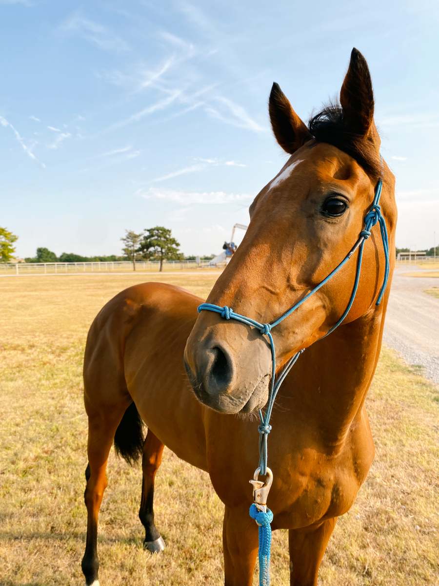 Haskelled (Rascal), 7yo Thoroughbred gelding, 16.2hh