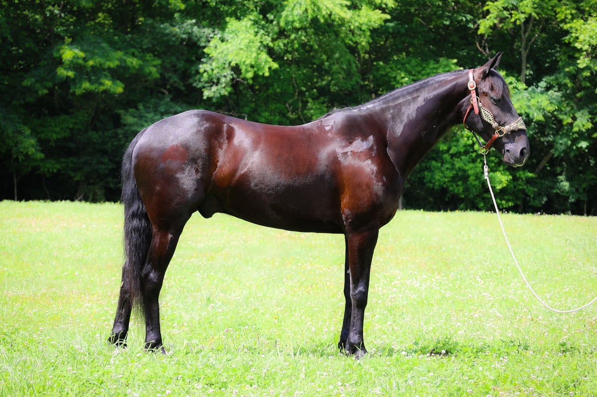 Friesian horses, 7yo Friesian horses gelding, 15hh