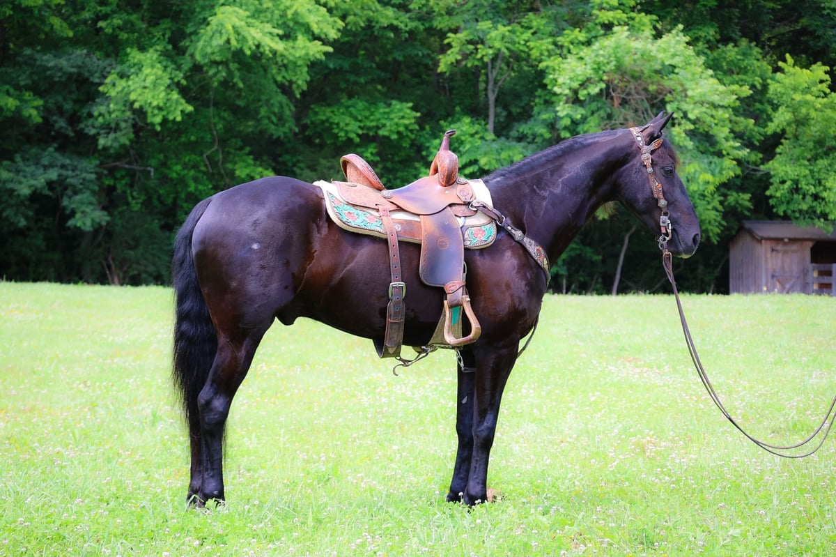 Friesian horses, 7yo Friesian horses gelding, 15hh