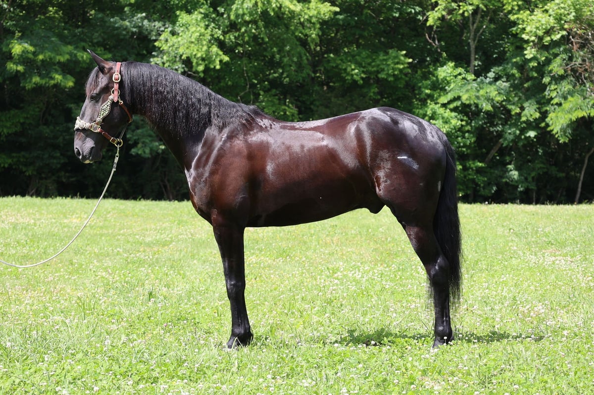 Friesian horses, 7yo Friesian horses gelding, 15hh