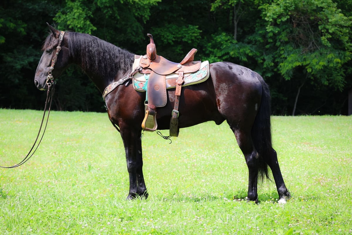 Friesian horses, 7yo Friesian horses gelding, 15hh