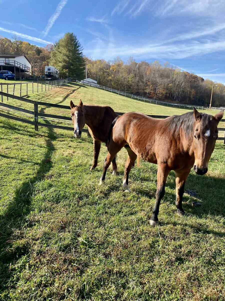 GUMMY, 25yo American Quarter Horse gelding, 14.2hh