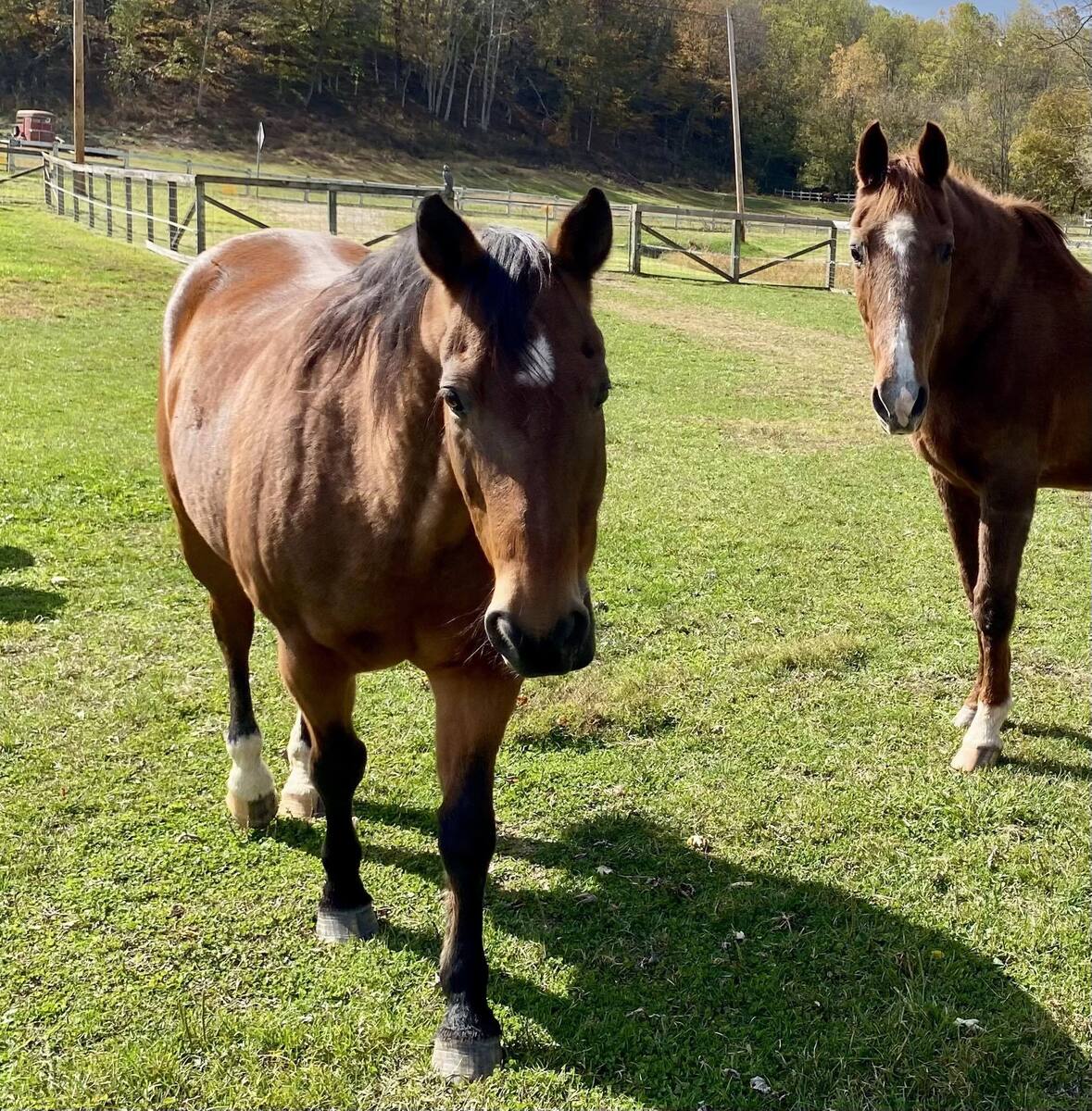 GUMMY, 25yo American Quarter Horse gelding, 14.2hh
