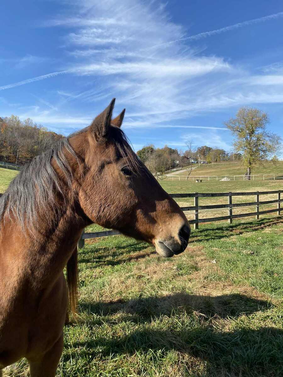 GUMMY, 25yo American Quarter Horse gelding, 14.2hh