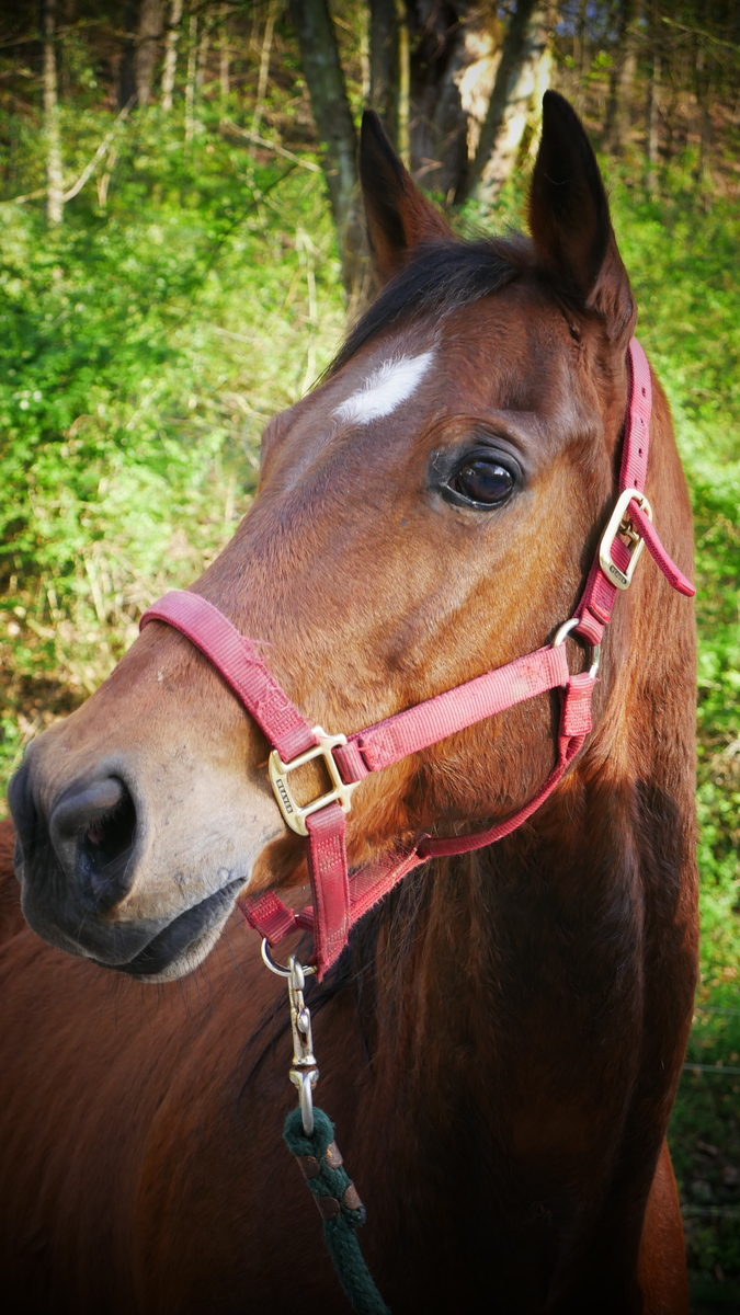 GUMMY, 25yo American Quarter Horse gelding, 14.2hh
