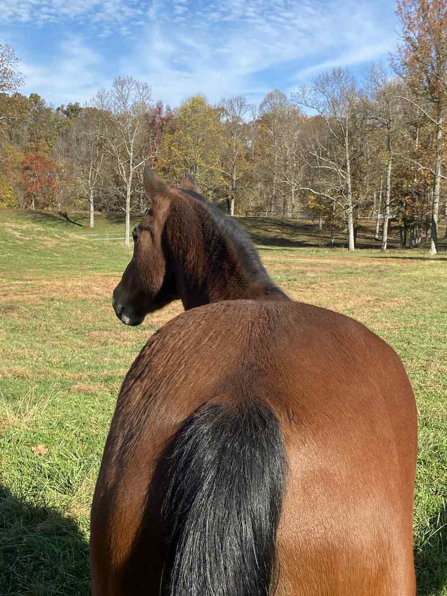 GUMMY, 25yo American Quarter Horse gelding, 14.2hh