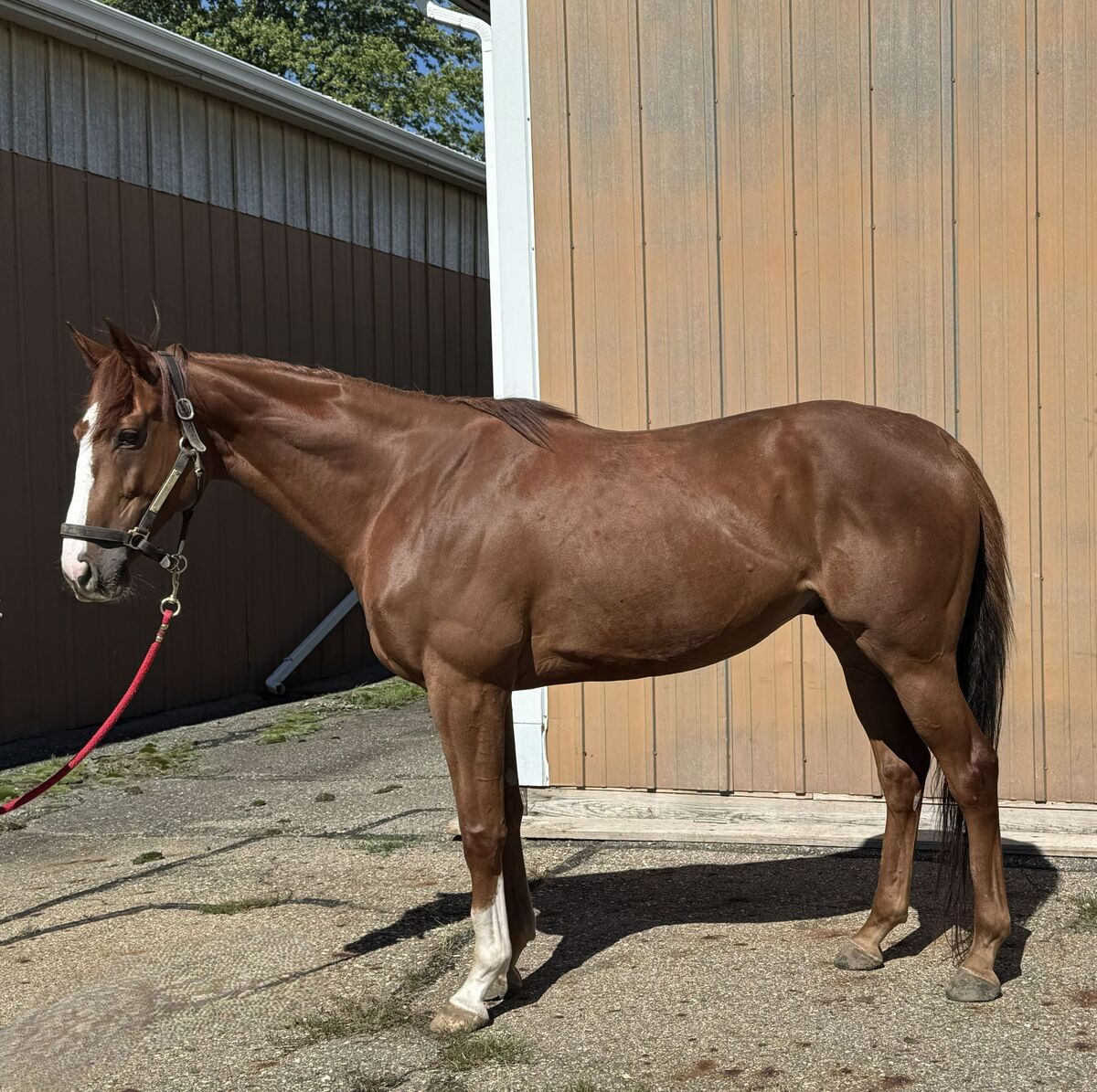 Spectacular Luck, 5yo Thoroughbred gelding, 16.0hh