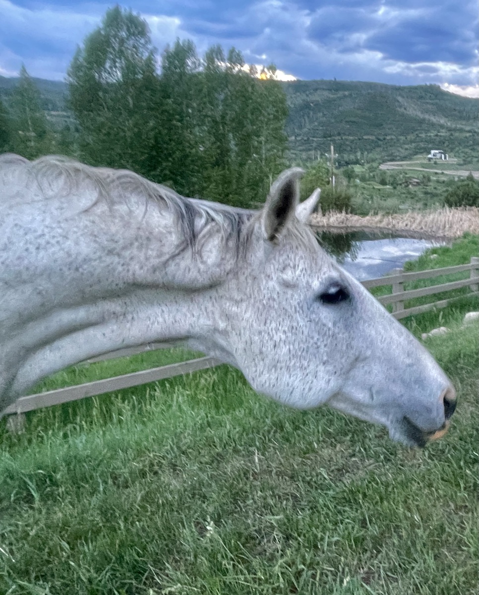 Big, 14yo gelding, 16.0hh