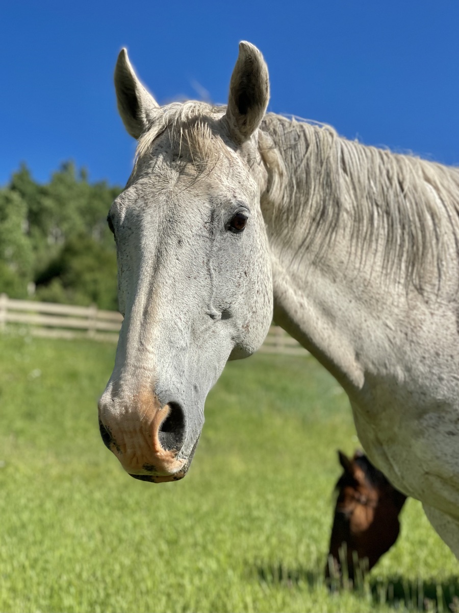 Big, 14yo gelding, 16.0hh