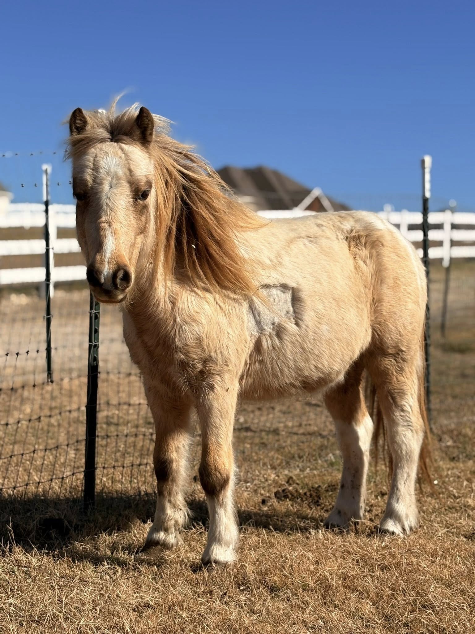 Cosmo, 5yo Miniature gelding