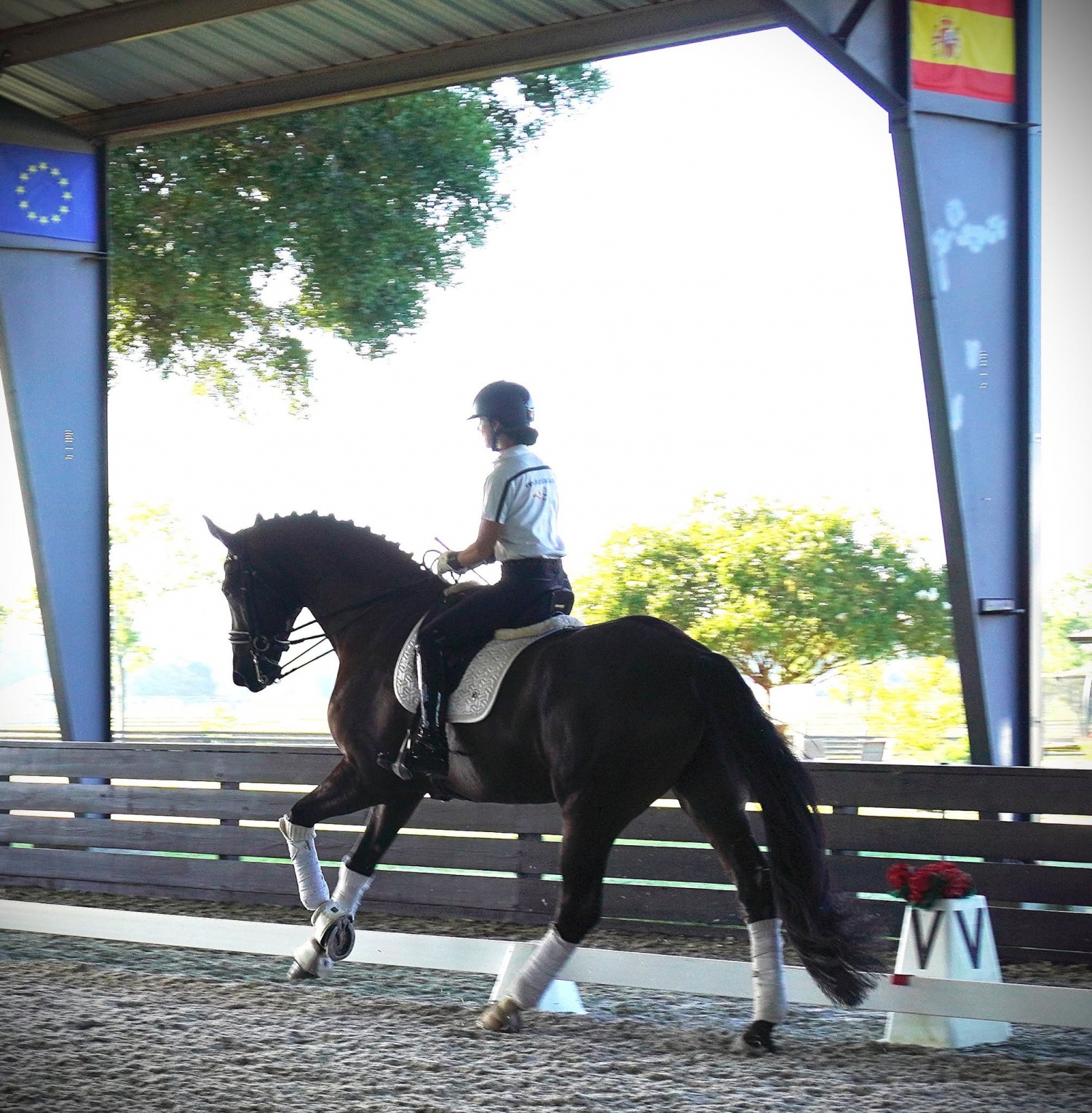Beauty, 6yo Oldenburg gelding, 18.0hh