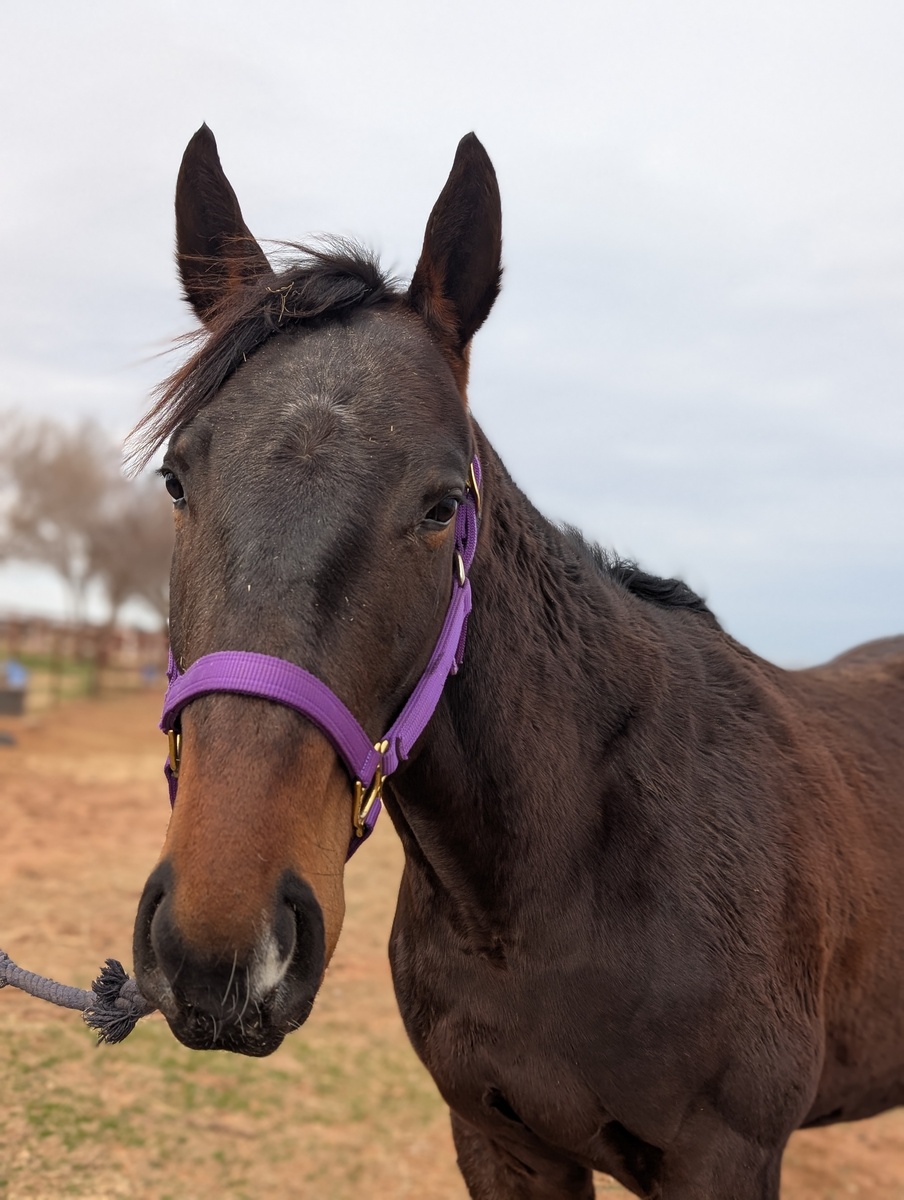 Bullwinkle, 3yo Thoroughbred gelding, 16.0hh