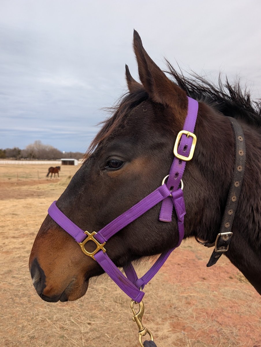 Bullwinkle, 3yo Thoroughbred gelding, 16.0hh