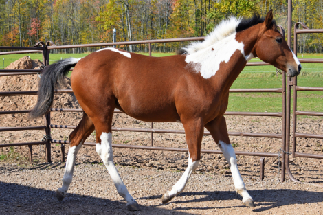 HEZA HOLLYWOODMISSION (Rocky), APHA Paint gelding foal