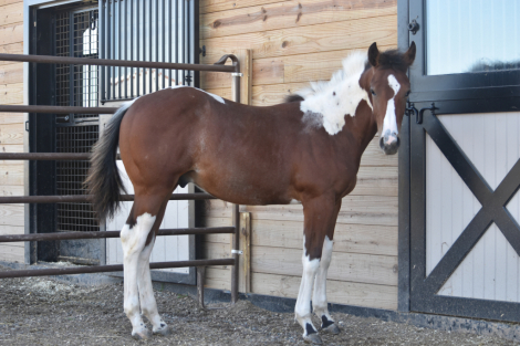 HEZA HOLLYWOODMISSION (Rocky), APHA Paint gelding foal
