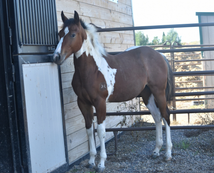 HEZA HOLLYWOODMISSION (Rocky), APHA Paint gelding foal