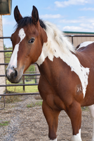 HEZA HOLLYWOODMISSION (Rocky), APHA Paint gelding foal