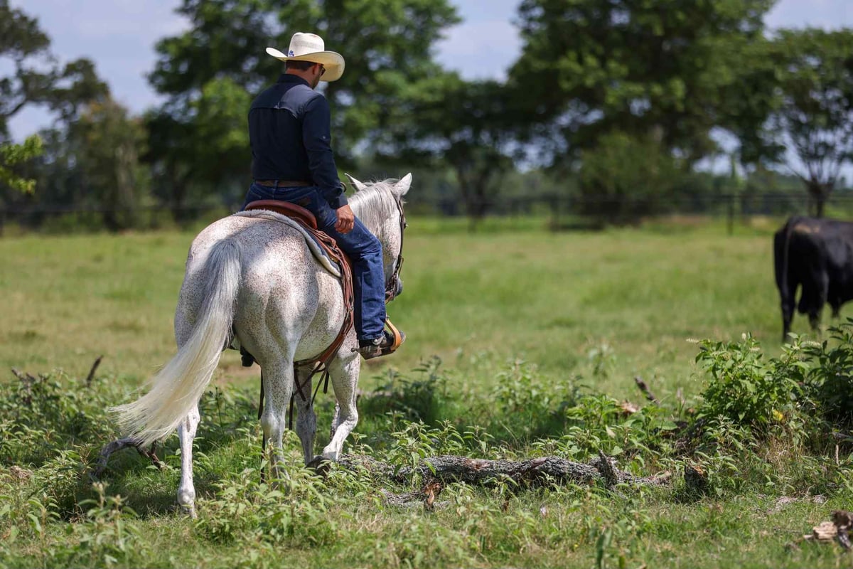 American Quarter Horse, 13yo American Quarter Horse gelding, 15.1hh