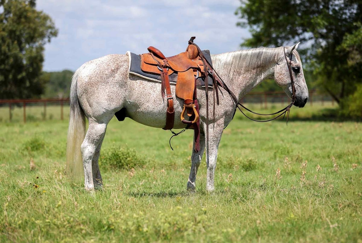 American Quarter Horse, 13yo American Quarter Horse gelding, 15.1hh