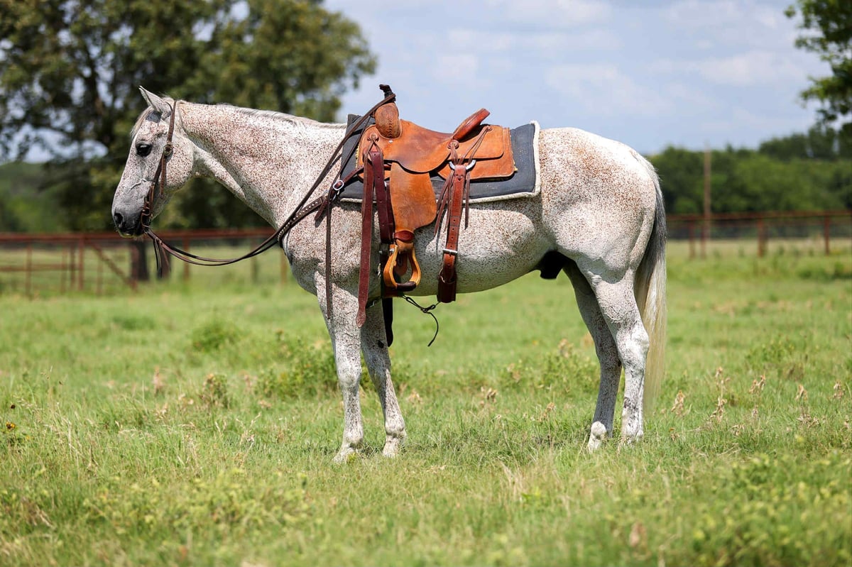 American Quarter Horse, 13yo American Quarter Horse gelding, 15.1hh