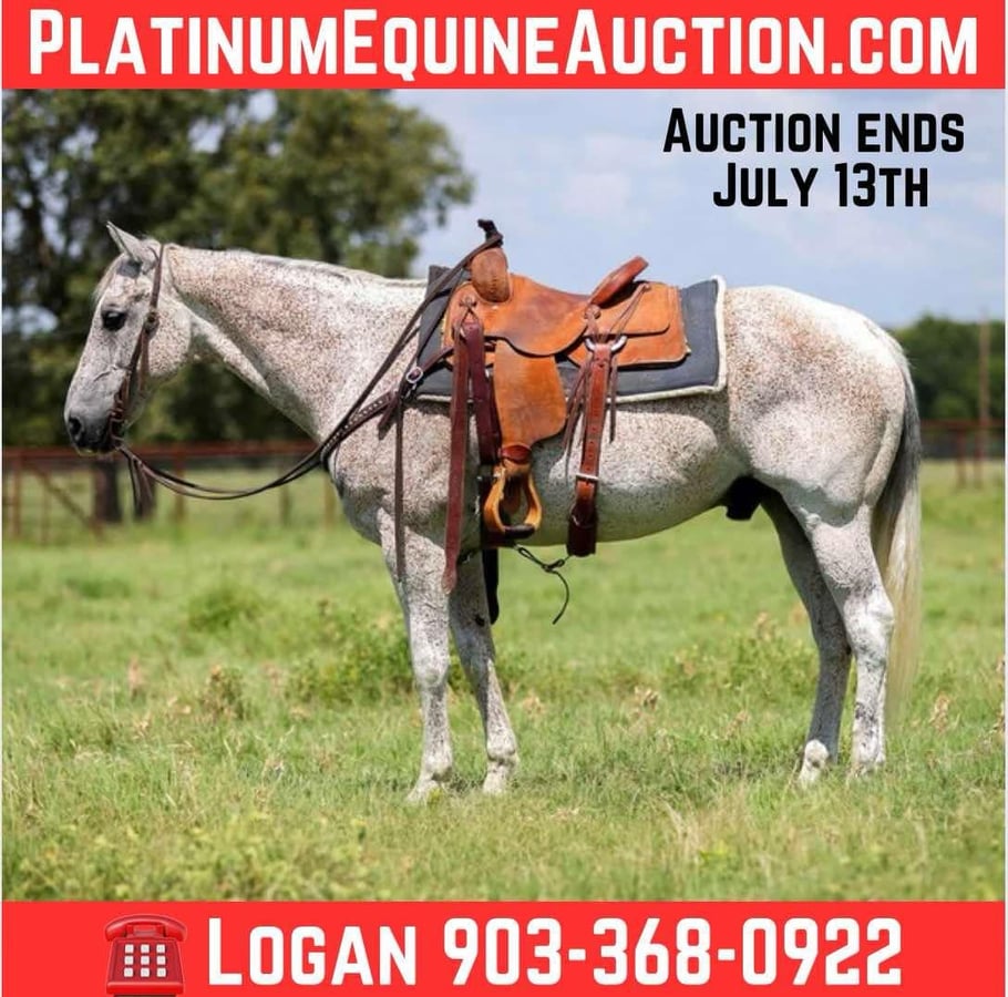 American Quarter Horse, 13yo American Quarter Horse gelding, 15.1hh