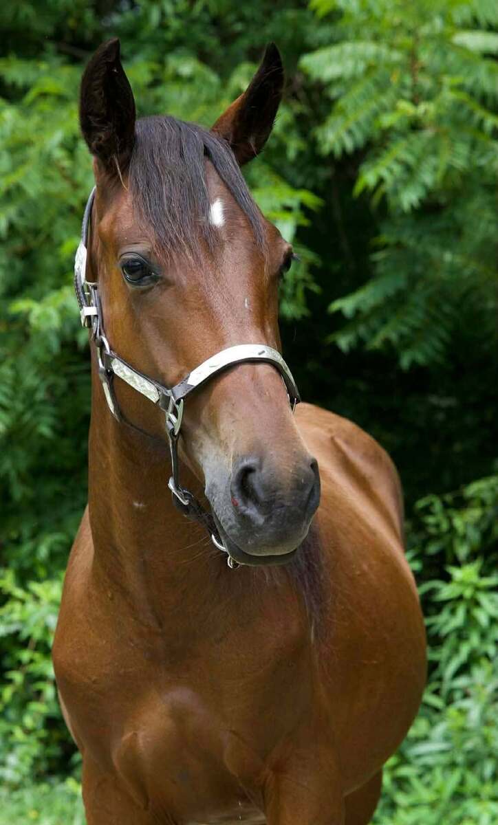 Vixen, 2yo filly, 13.0hh