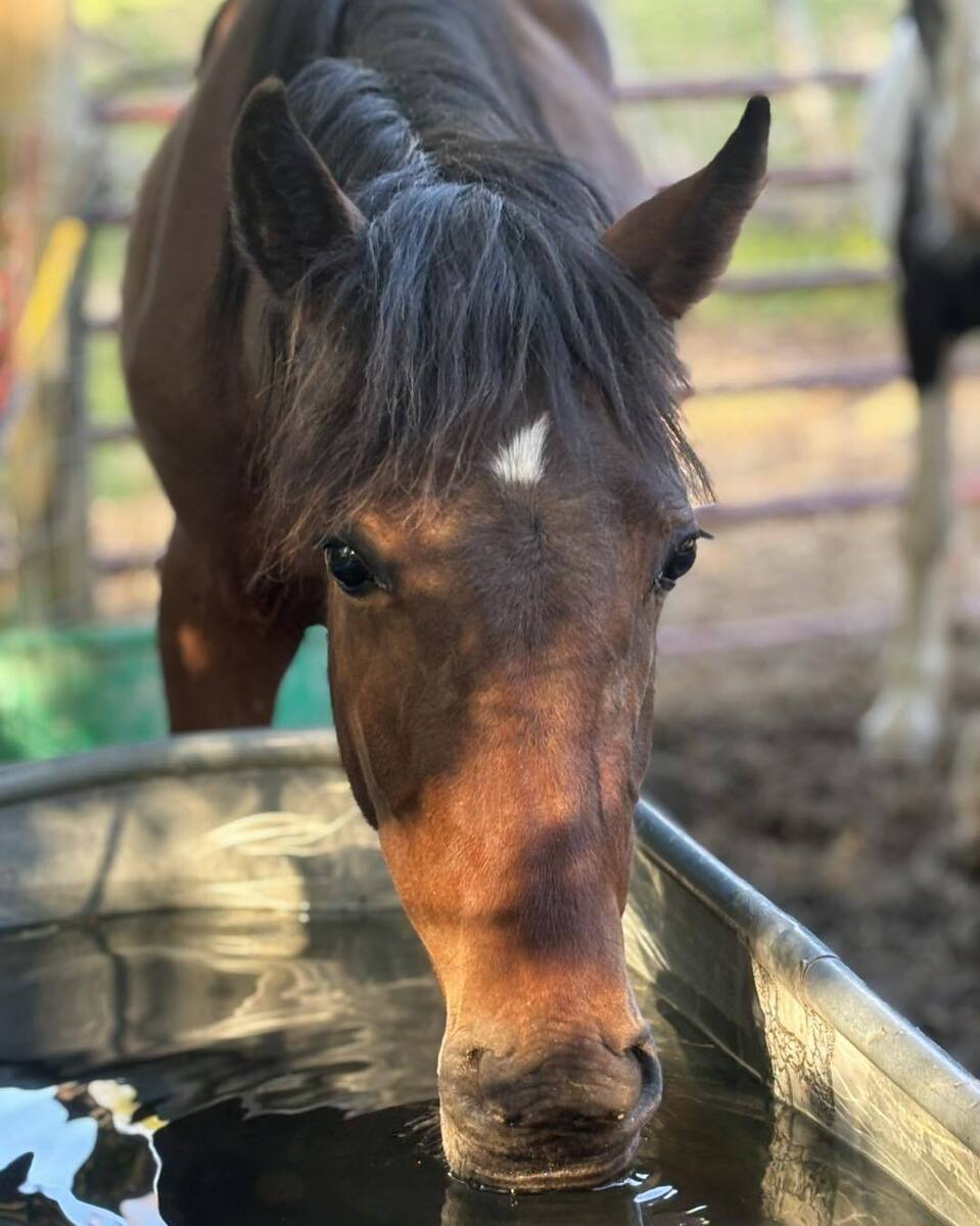 Vixen, 2yo filly, 13.0hh