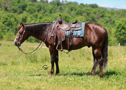Sher Dun It (Reggie), 14yo AQHA Quarter Horse gelding, 15.0hh